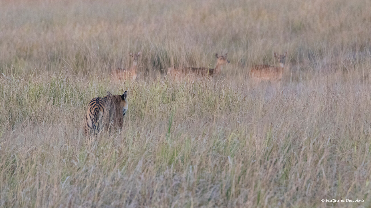 un tigre camuflat entre les herbes i preparant un atac a un grup d'axis