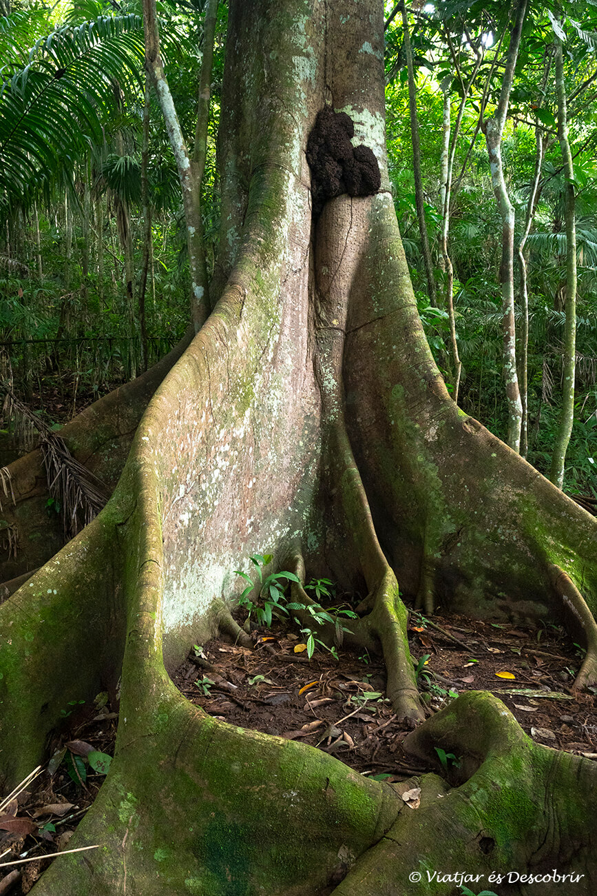 al Parc Nacional Soberanía hi ha arbres amb troncs enormes que també necessiten unes grans arrels