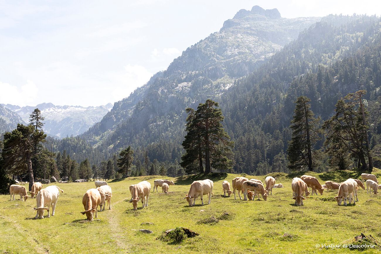prats alpins i vaques a prop del Refuge du Clot al Parc Nacional dels Pirineus