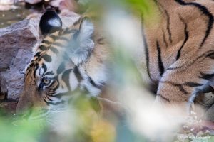 Read more about the article Veure tigres a l’Índia: el Parc Nacional Bandhavgarh