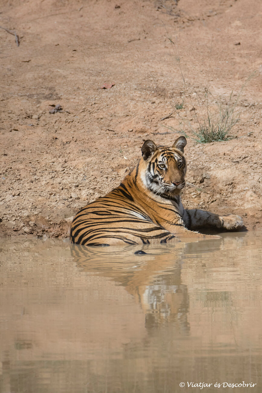 un tigre jove estirat tranquil·lament dins una bassa per fugir de la calor de l'estiu a Bandhavgarh