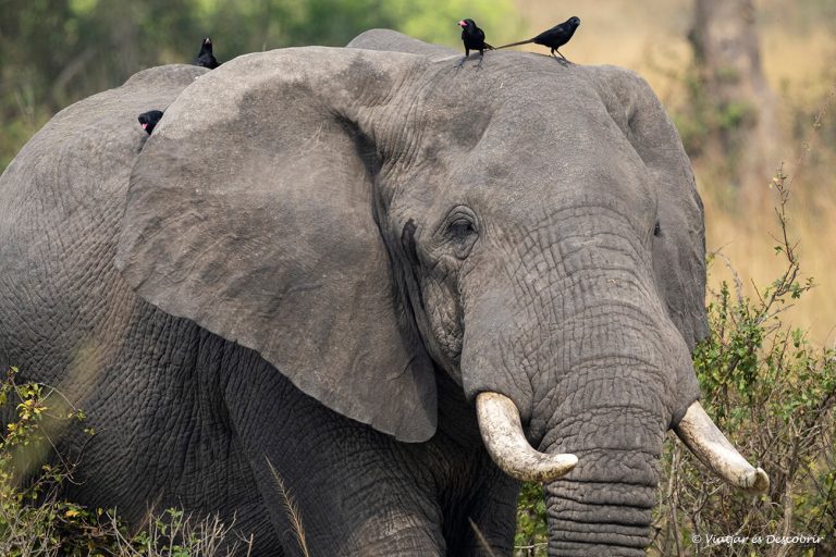 Més informació sobre l'article Parc Nacional Murchison Falls: guia per visitar-lo