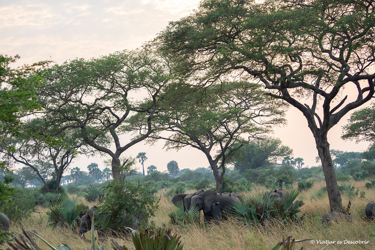 la llum del capvespre i un grup d'elefants a la sabana ugandesa
