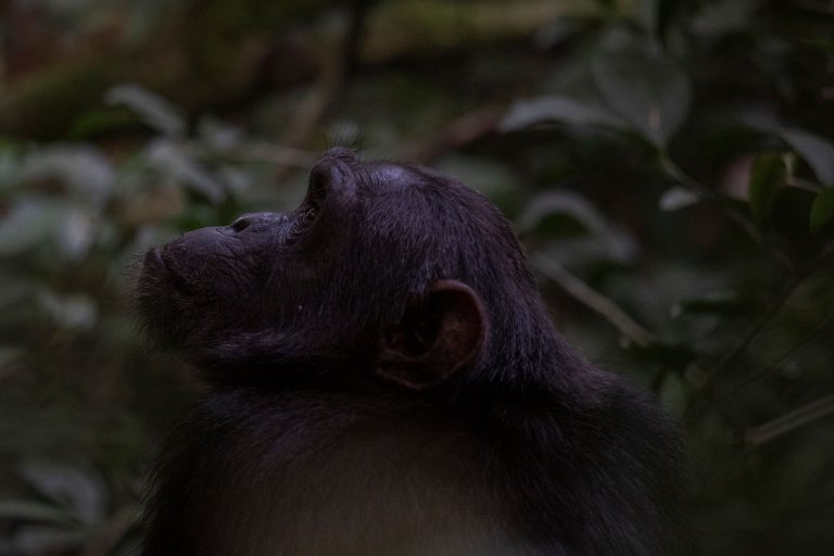 Més informació sobre l'article Setmana 1 (Quinuituq): L’inici del viatge i els ximpanzès del bosc de Kibale