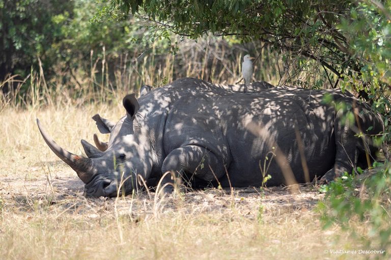 Més informació sobre l'article Ziwa Rhino Sanctuary, la reserva per veure rinoceronts a Uganda