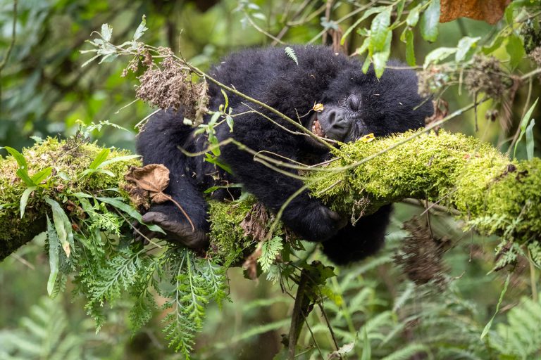 Més informació sobre l'article Viatge a Uganda: Preparació del viatge i itinerari de 10 dies