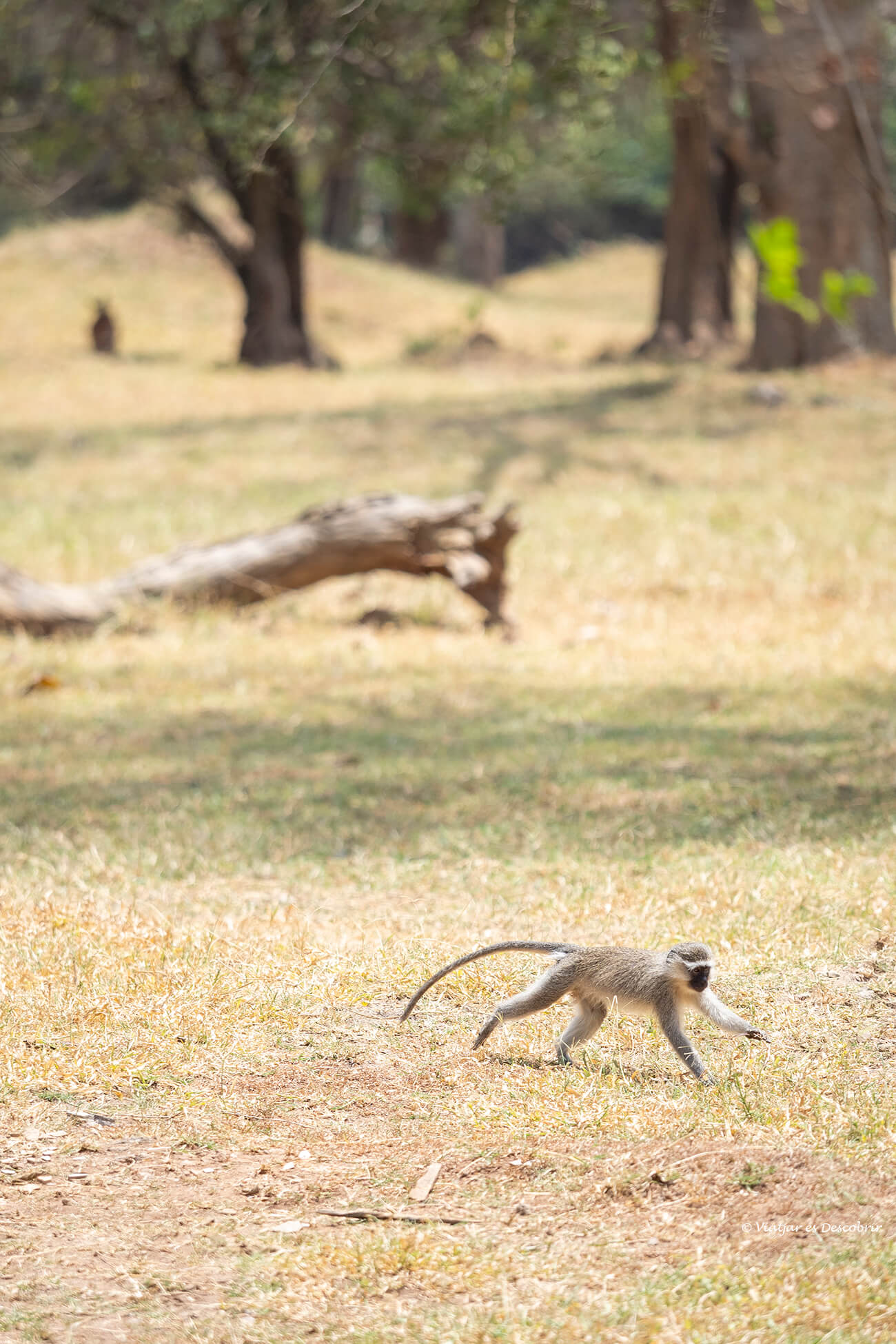 un mico corrent dins la reserva del Ziwa Rhino Sanctuary