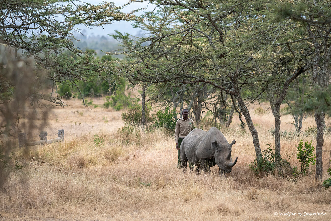 el Baraka caminant dins de l'àrea en què sobreviu aquest rinoceront negre cec