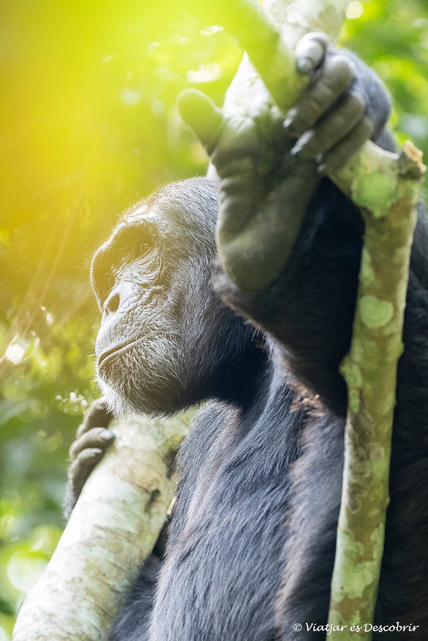 detalls de la cara i les mans d'un ximpanzé a dalt d'un arbre del bosc de Kibale