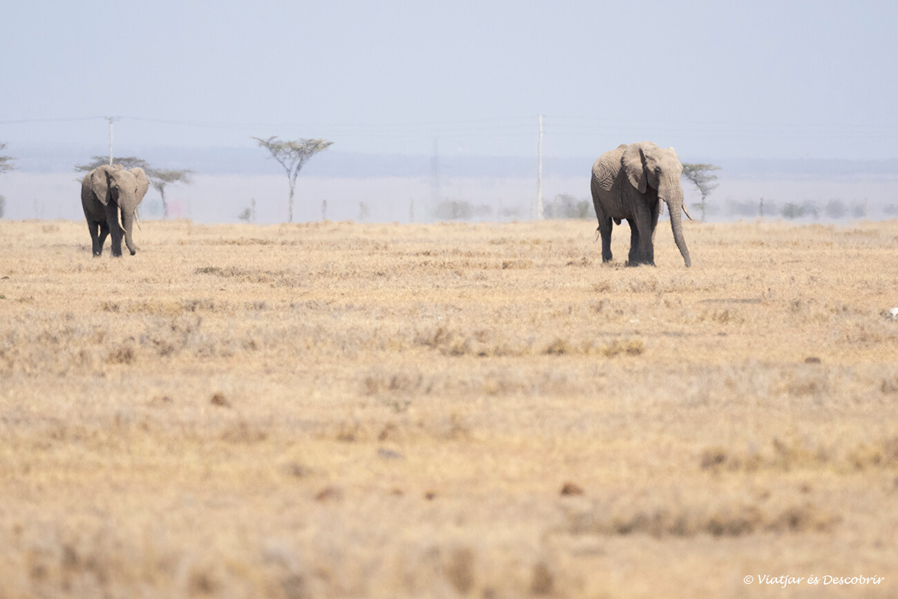 dos elefants caminen a mig matí per la zona nord de la reserva
