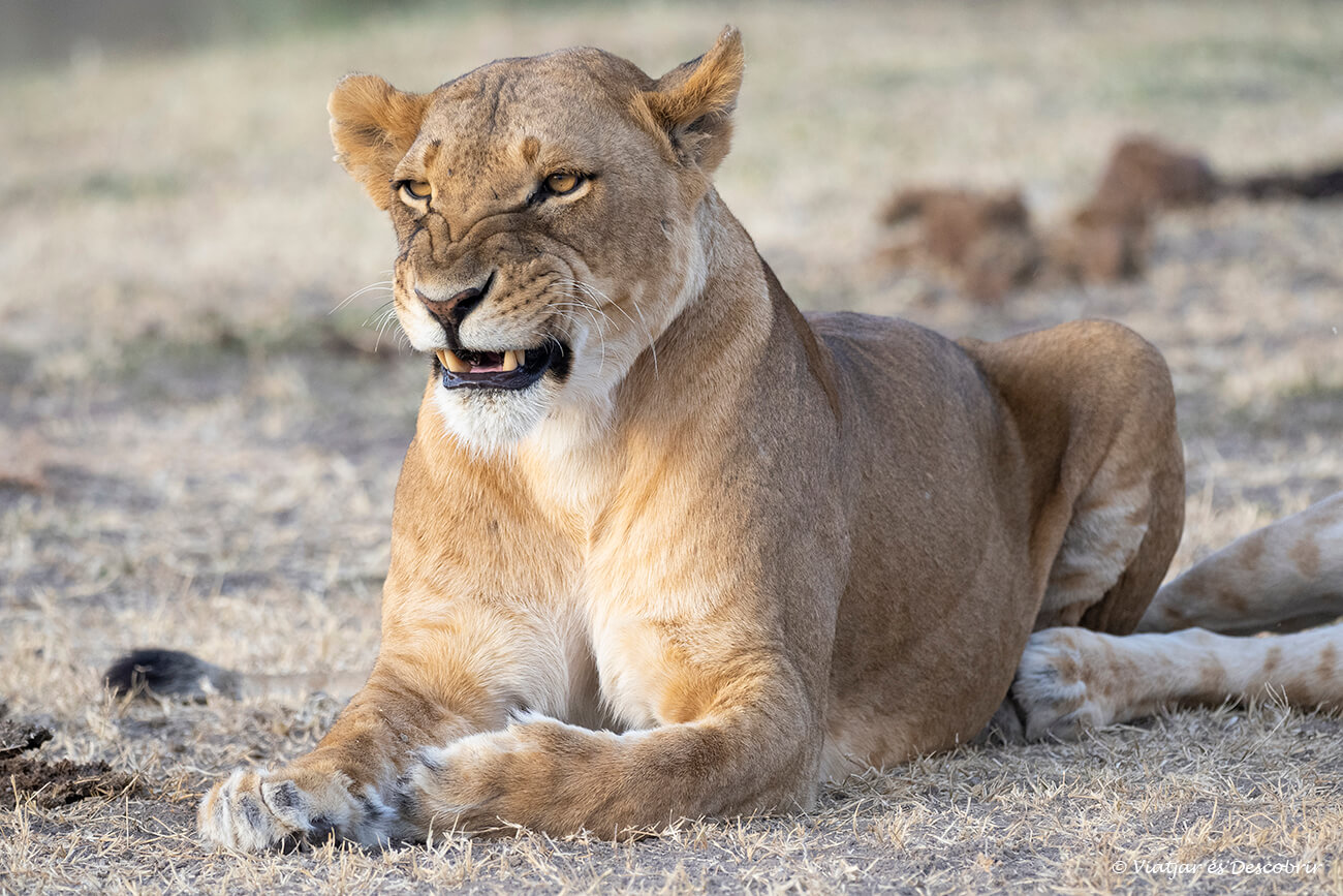 una lleona adulta descansant a un dels prats de la reserva d'Ol Pejeta