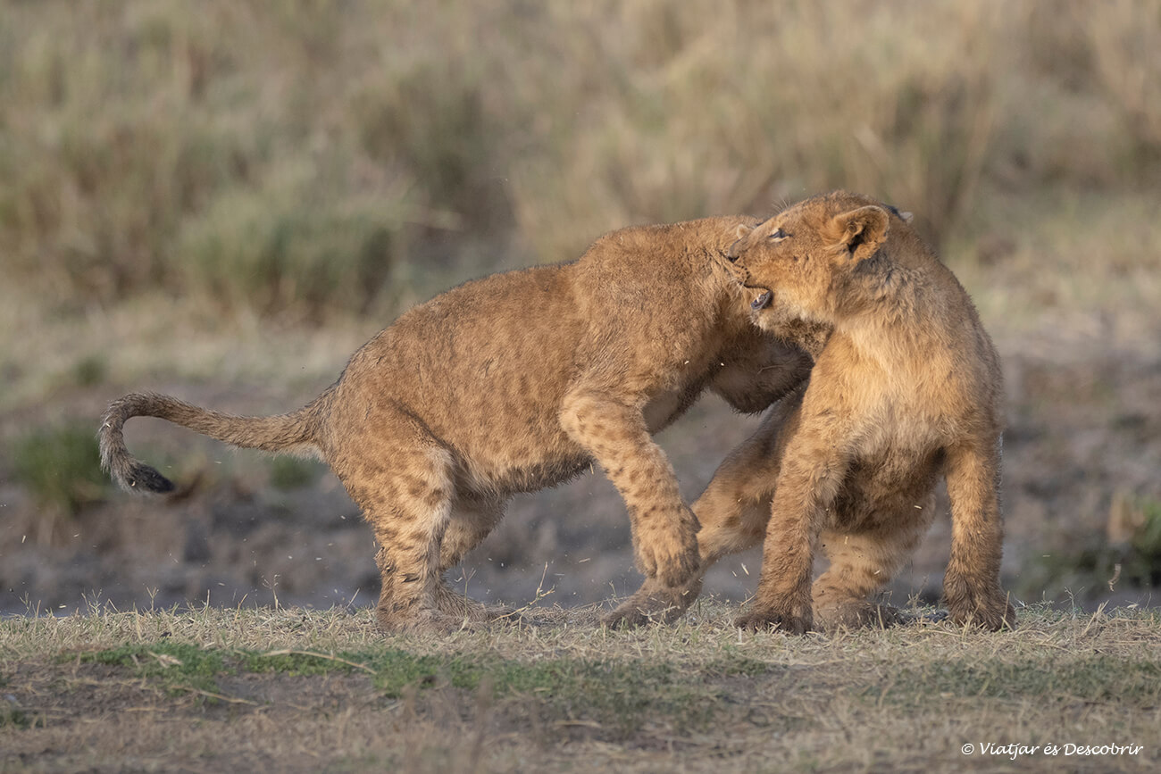 dos cadells de lleó jugant durant el capvespre i al final del primer safari del viatge