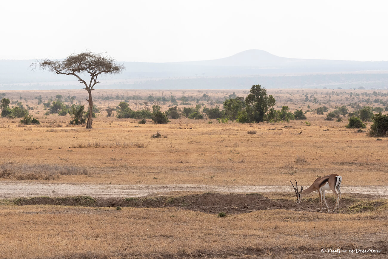 el paisatge d'Ol Pejeta, per on sovint hi ha zebres, impales i gaseles és un dels més bonics del centre de Kenya
