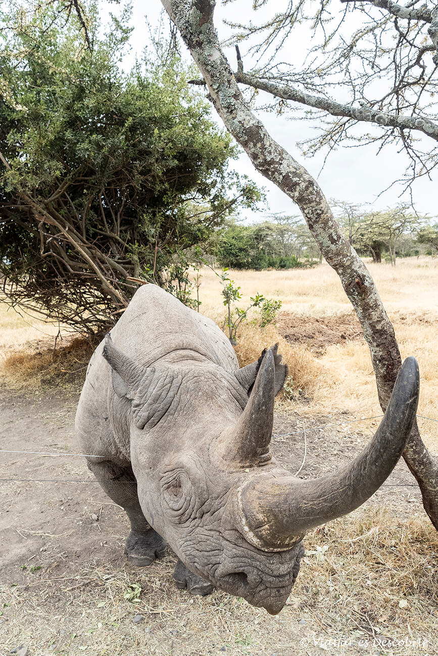 un primer pla amb un gran angular del rinoceront Baraka