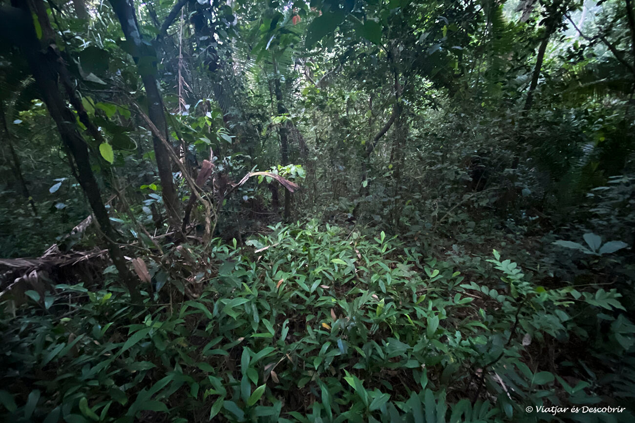 el bosc de Kibale a Uganda durant el matí inmers en una penombra misteriosa