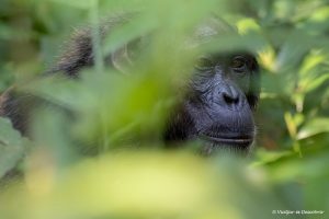 Read more about the article El Parc Nacional Kibale i els seus ximpanzés (Uganda)