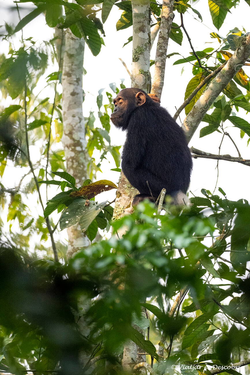 un ximpanzé jove de sis mesos a l'interior del Parc Nacional Kibale