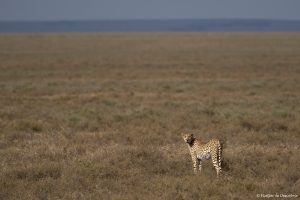 Read more about the article Setmana 4 (Quinuituq): El Serengeti i altres parcs nacionals del nord de Tanzània