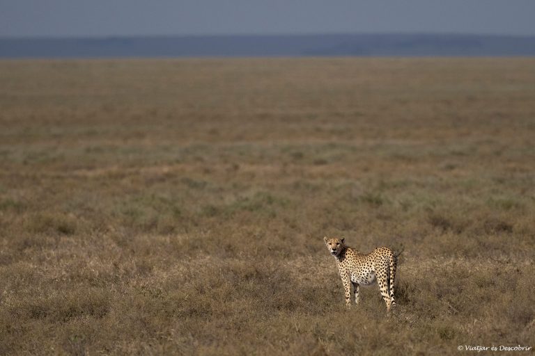 Més informació sobre l'article Setmana 4 (Quinuituq): El Serengeti i altres parcs nacionals del nord de Tanzània