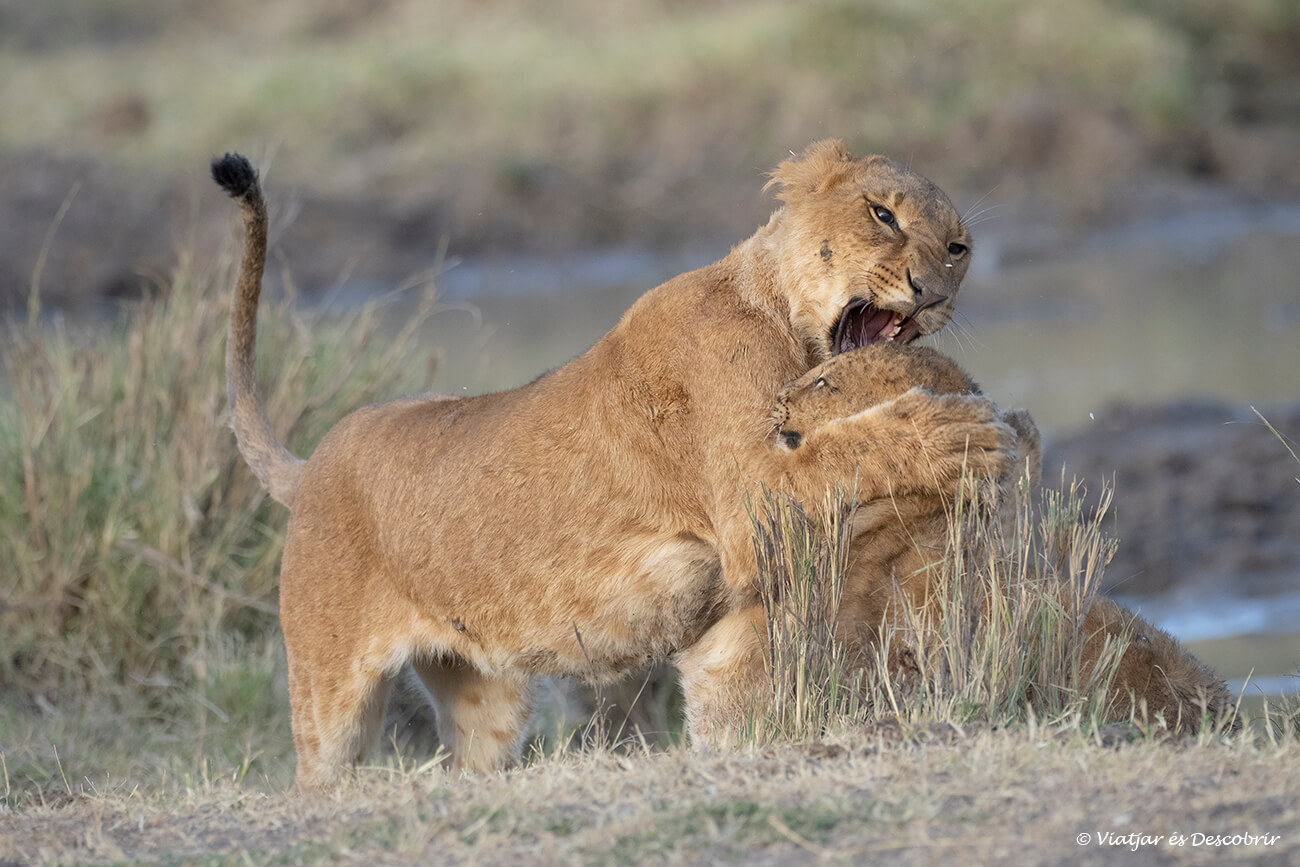 Ol Pejeta té una de les concentracions de lleons més altes de Kenya després del Masai Mara