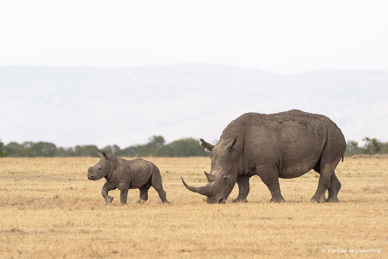 una cria de rinoceront blanc camina juntament amb la seva mare adulta