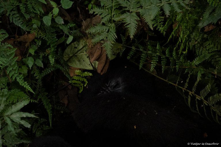 Més informació sobre l'article Setmana 2 (Quinuituq): Dels boscos d’Uganda a la sabana de Kenya