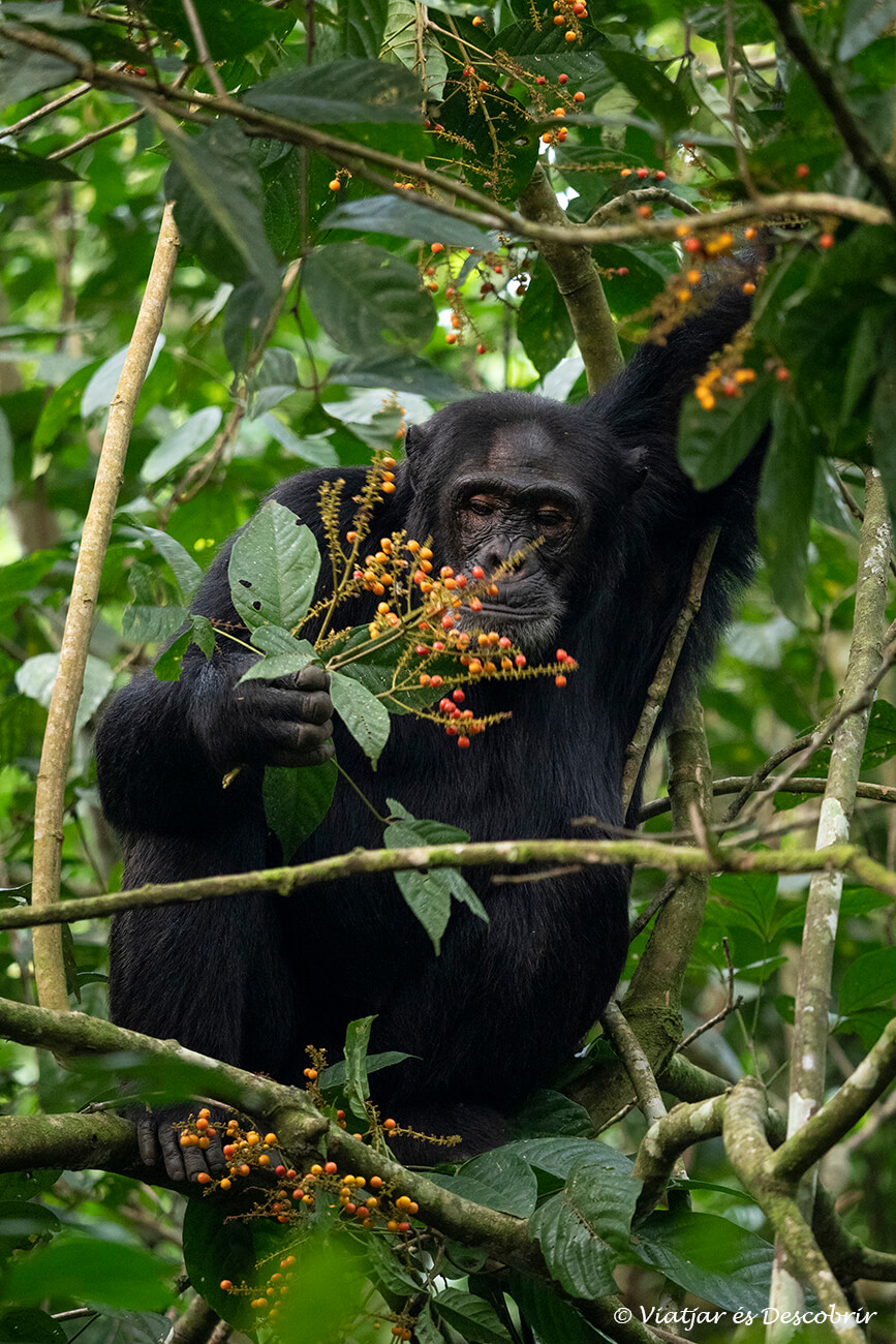 un ximpanzé menjant fruits a l'interior del bosc de Kibale