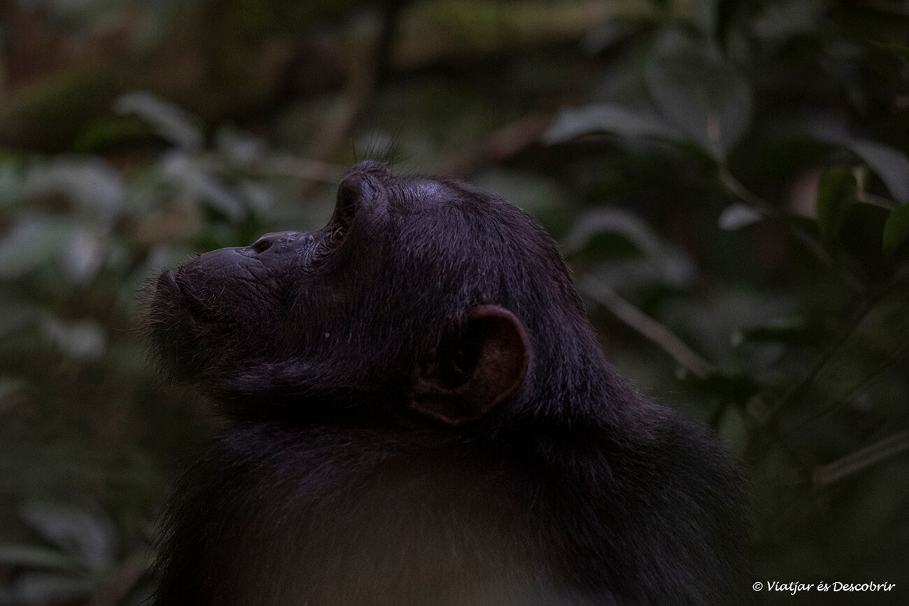 un ximpanzé a la selva d'Uganda mirant cap a la part alta del bosc