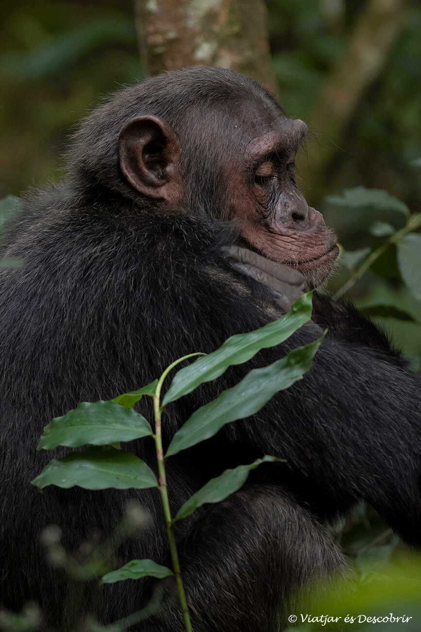 a la penombra de l'interior del Parc Nacional de Kibale un ximpanzé descansa i es nateja