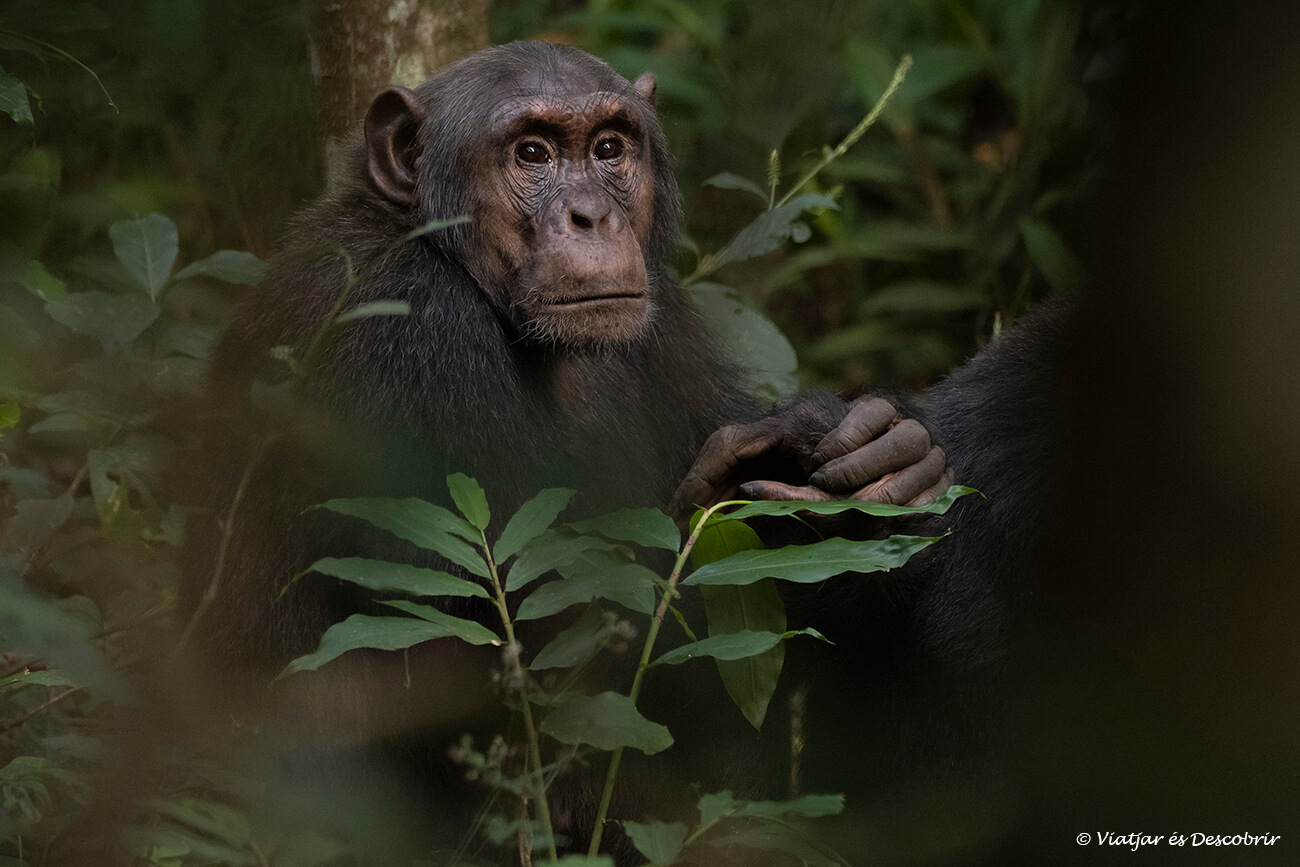 un ximpanzé adult mirant a la càmera a l'inici de l'activitat de l'habituation experience a Kibale