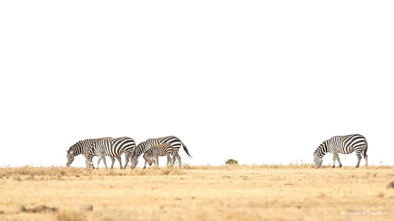un grup de zebres caminant en una de les planícies de la reserva