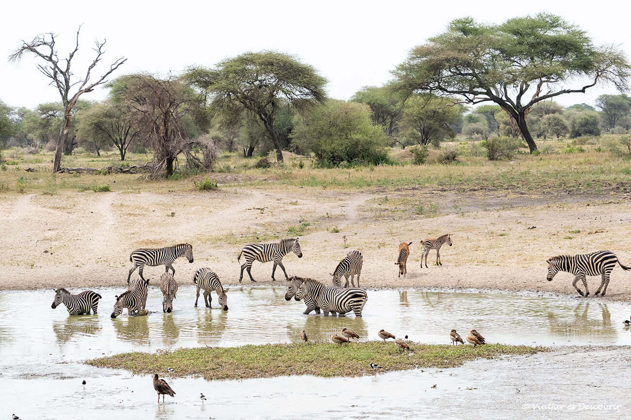 una petita bassa amb molta aigua a l'inici de l'estació humida a Tanzània durant un safari pels parcs nacionals