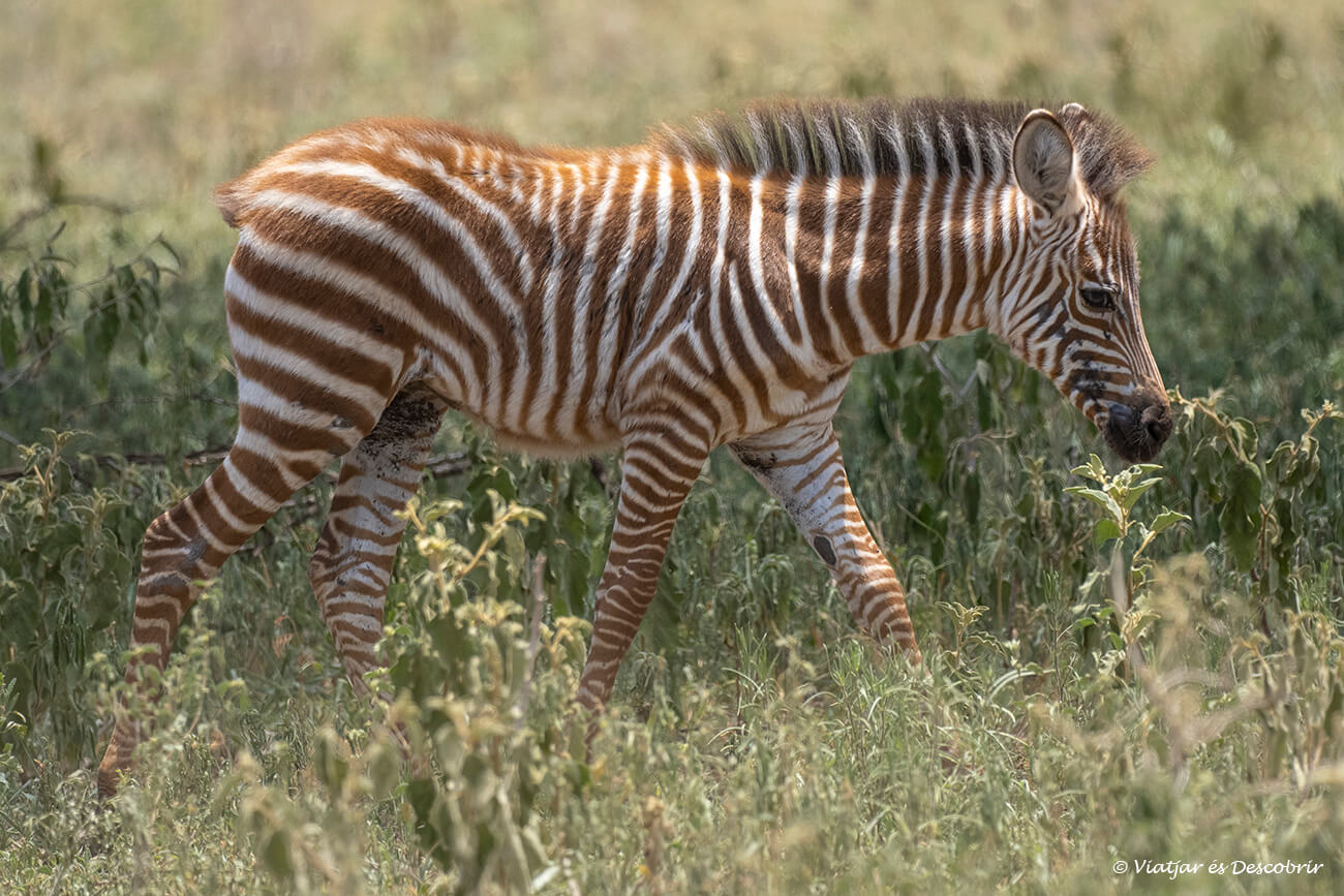 una petita zebra caminant pel parc nacional tarangire