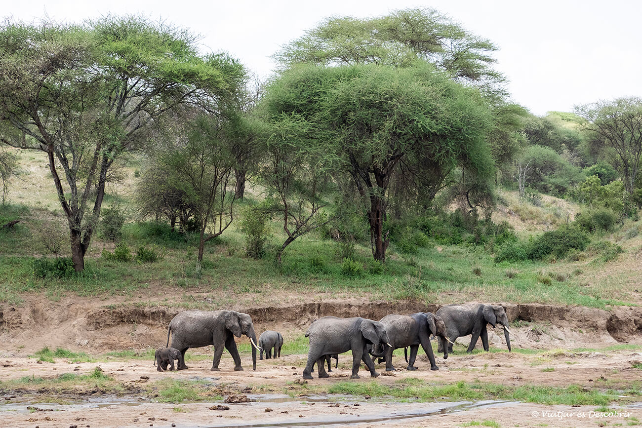 un grup d'elefants avançant pel riu Tarangire