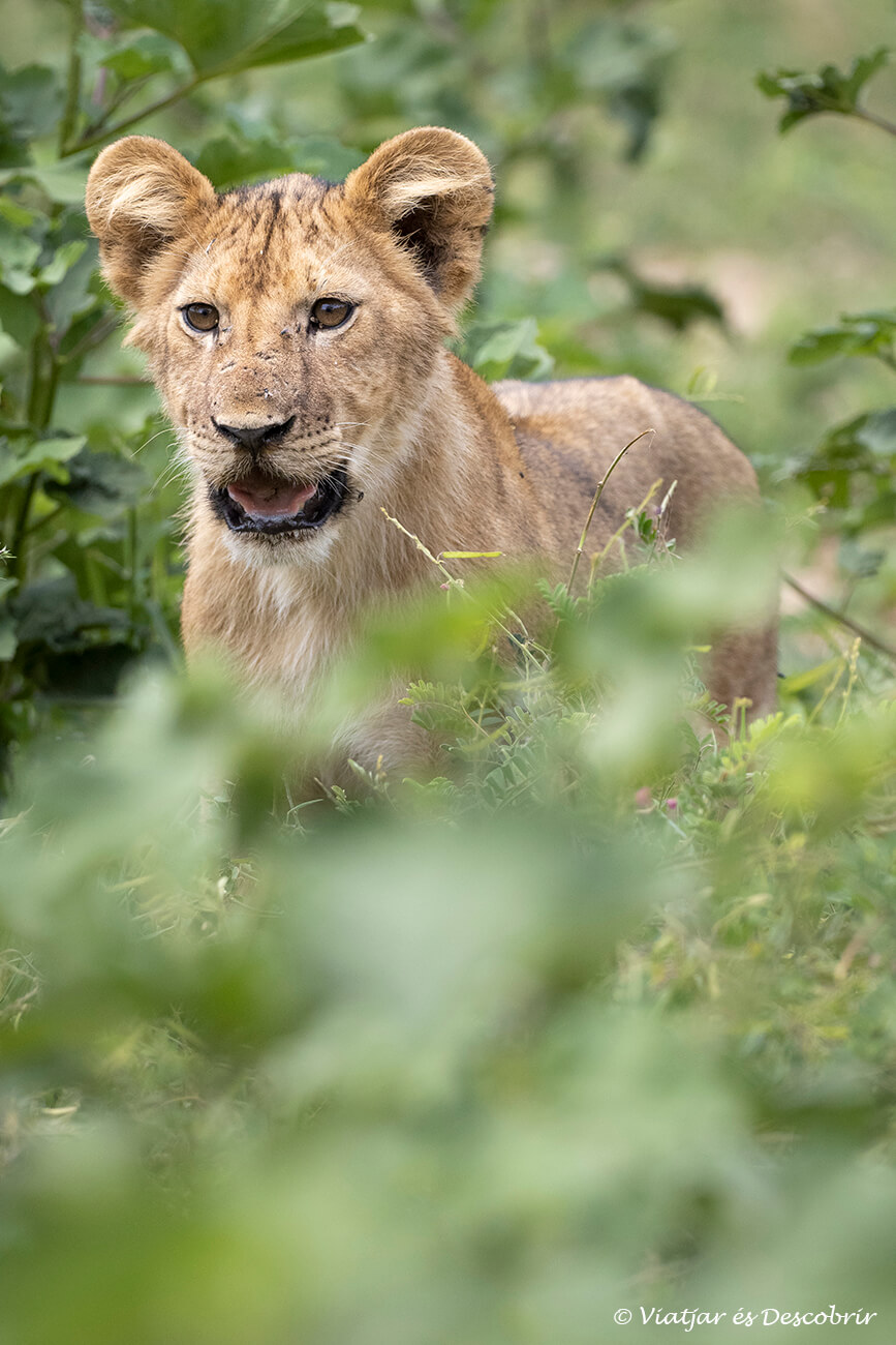 una cria de lleó caminant entre la vegetació al parc nacional tarangire