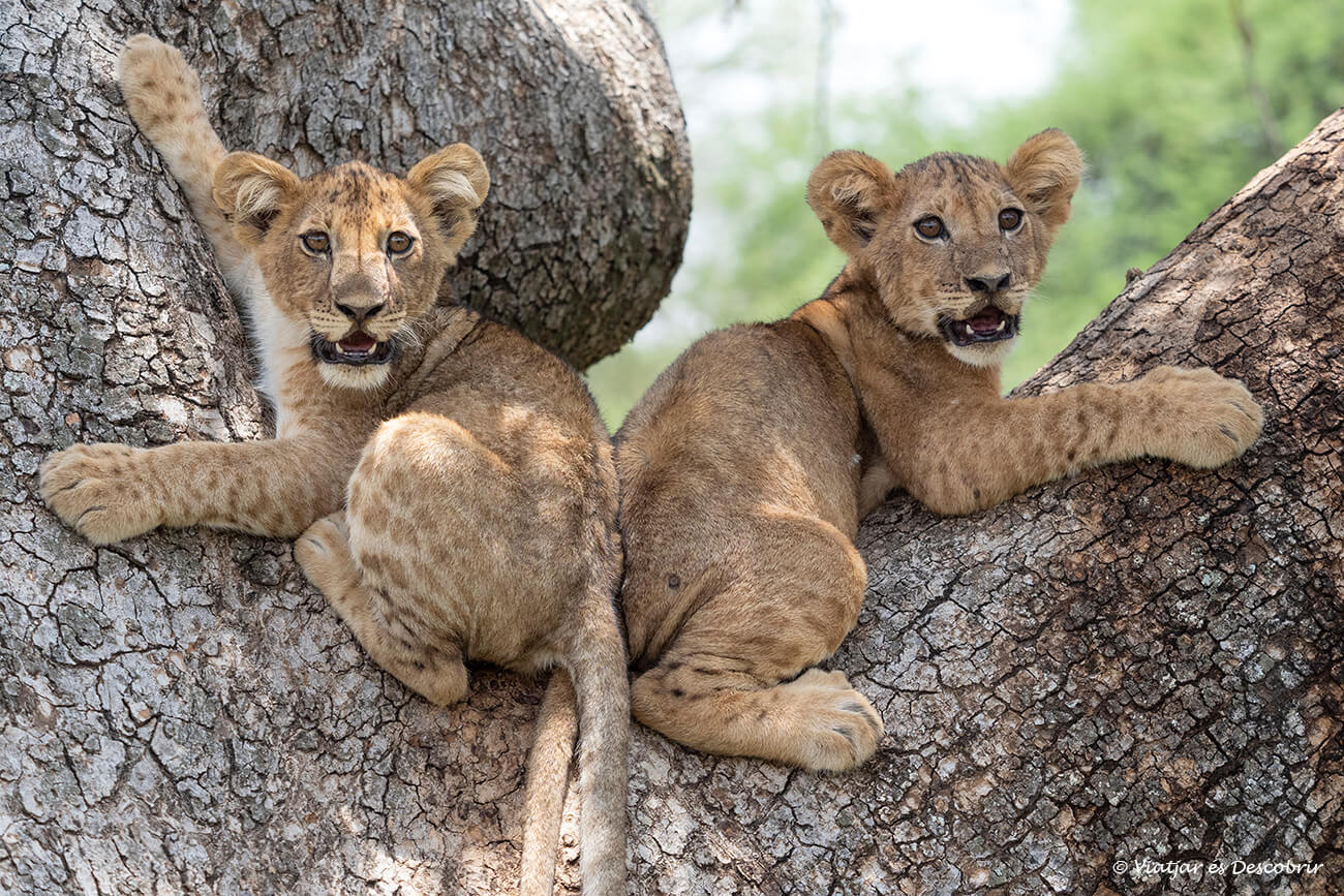 parella de cadells de lleó a dalt d'un arbre al nord de Tanzània durant un safari