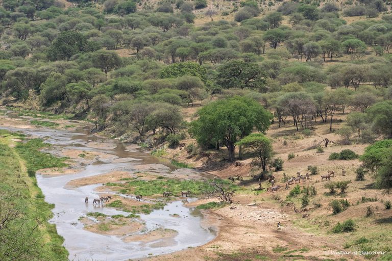 Més informació sobre l'article Guia del Parc Nacional Tarangire (Tanzània)