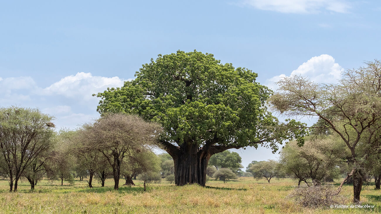 un enorme baobab milenari al Parc Nacional Tarangire amb moltes fulles