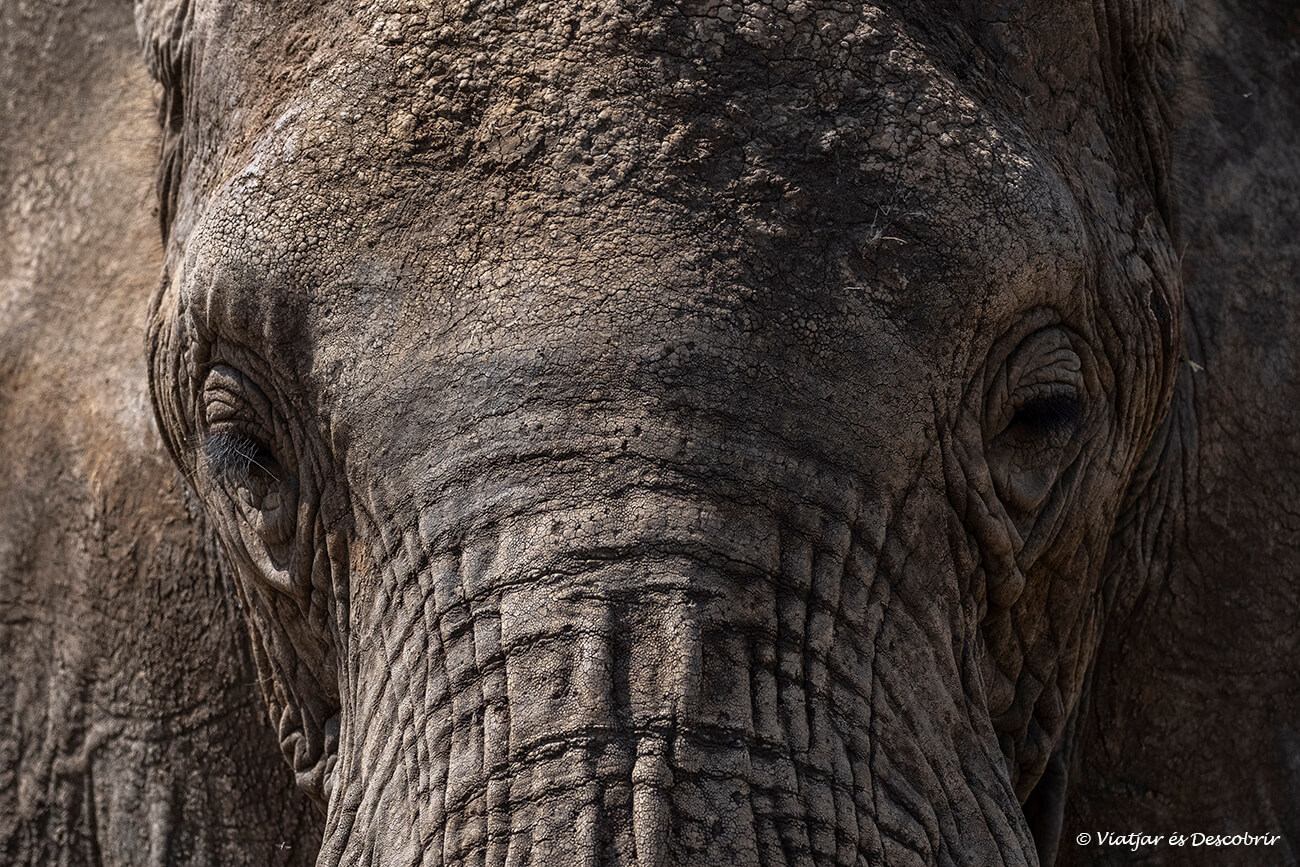 primer pla d'un elefant que camina cap al cotxe durant un safari a Tanzània