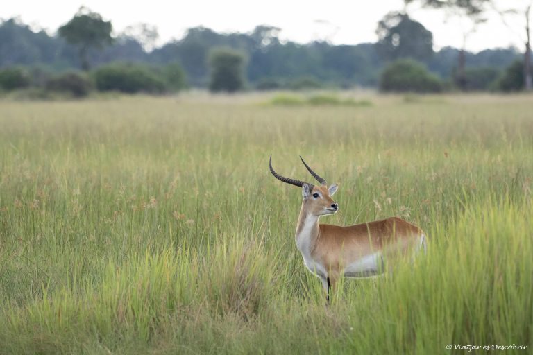 Més informació sobre l'article Setmana 7 (Quinuituq): Sempre voldré tornar al Delta de l’Okavango