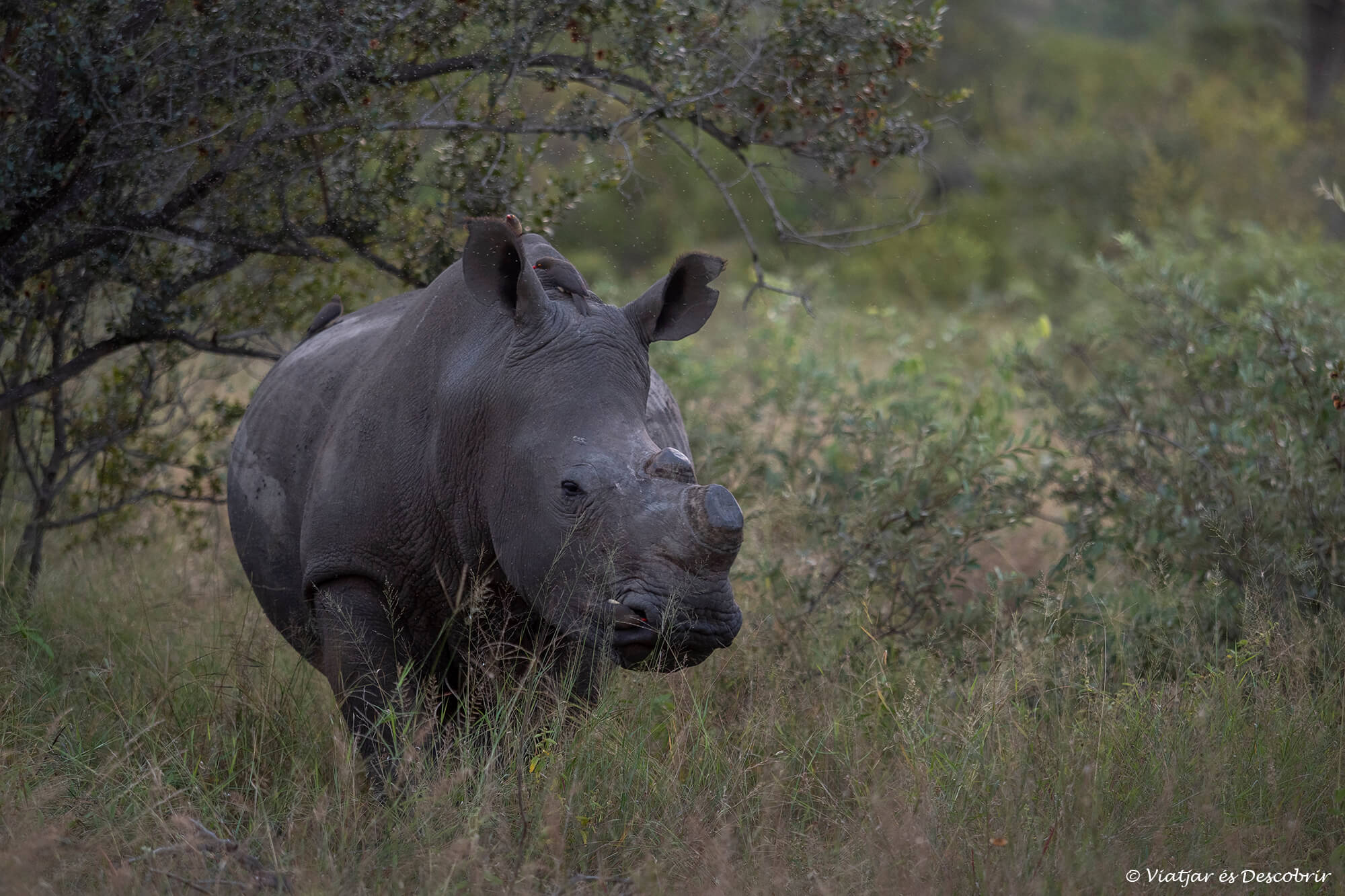 en conduir pel Parc Nacional Kruger i trobar un rinoceront blanc com el de la imatge no cal compartir-ne la ubicació
