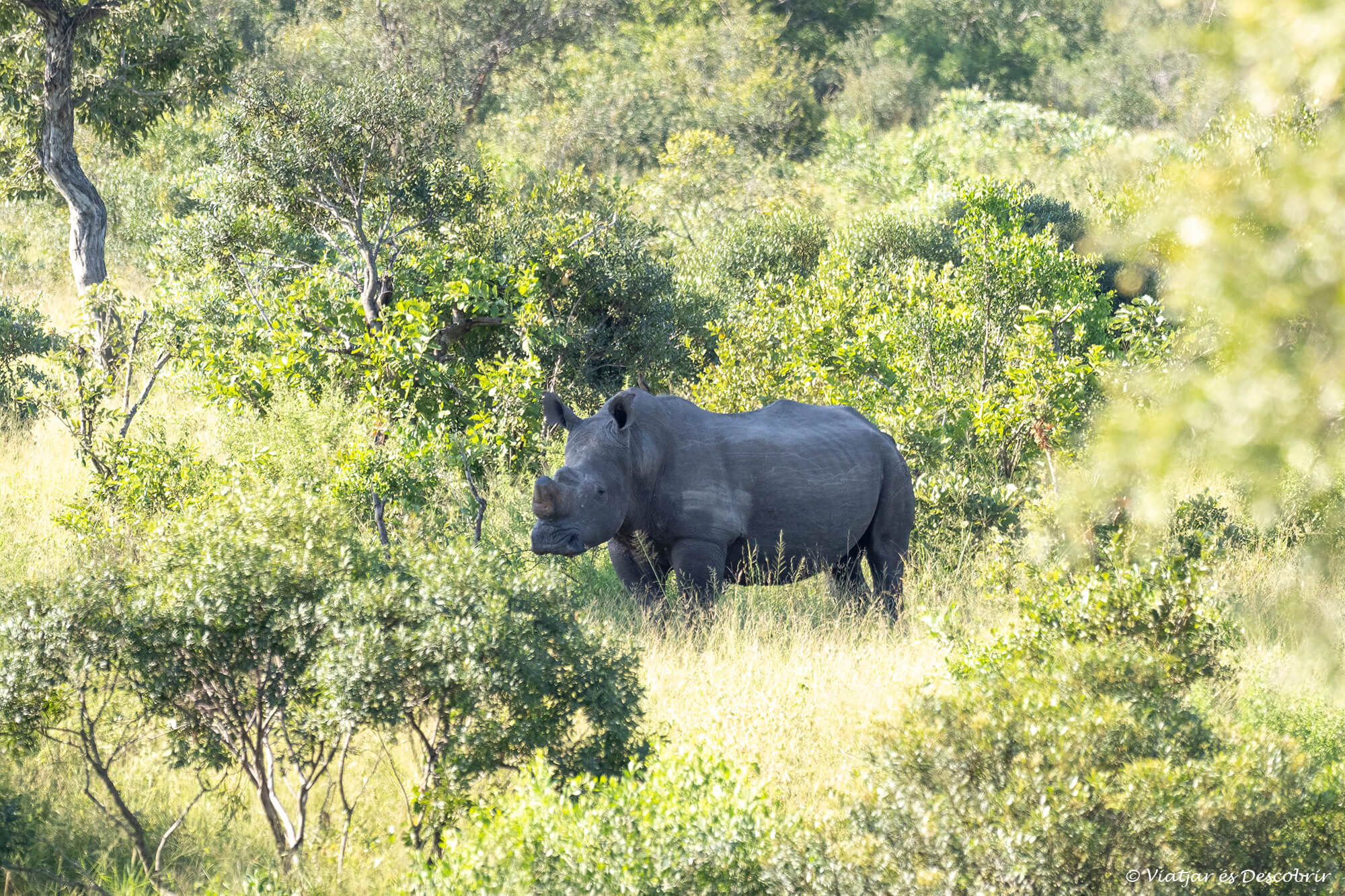 un rinoceront blanc envoltat de la frondosa vegetació del Kruger