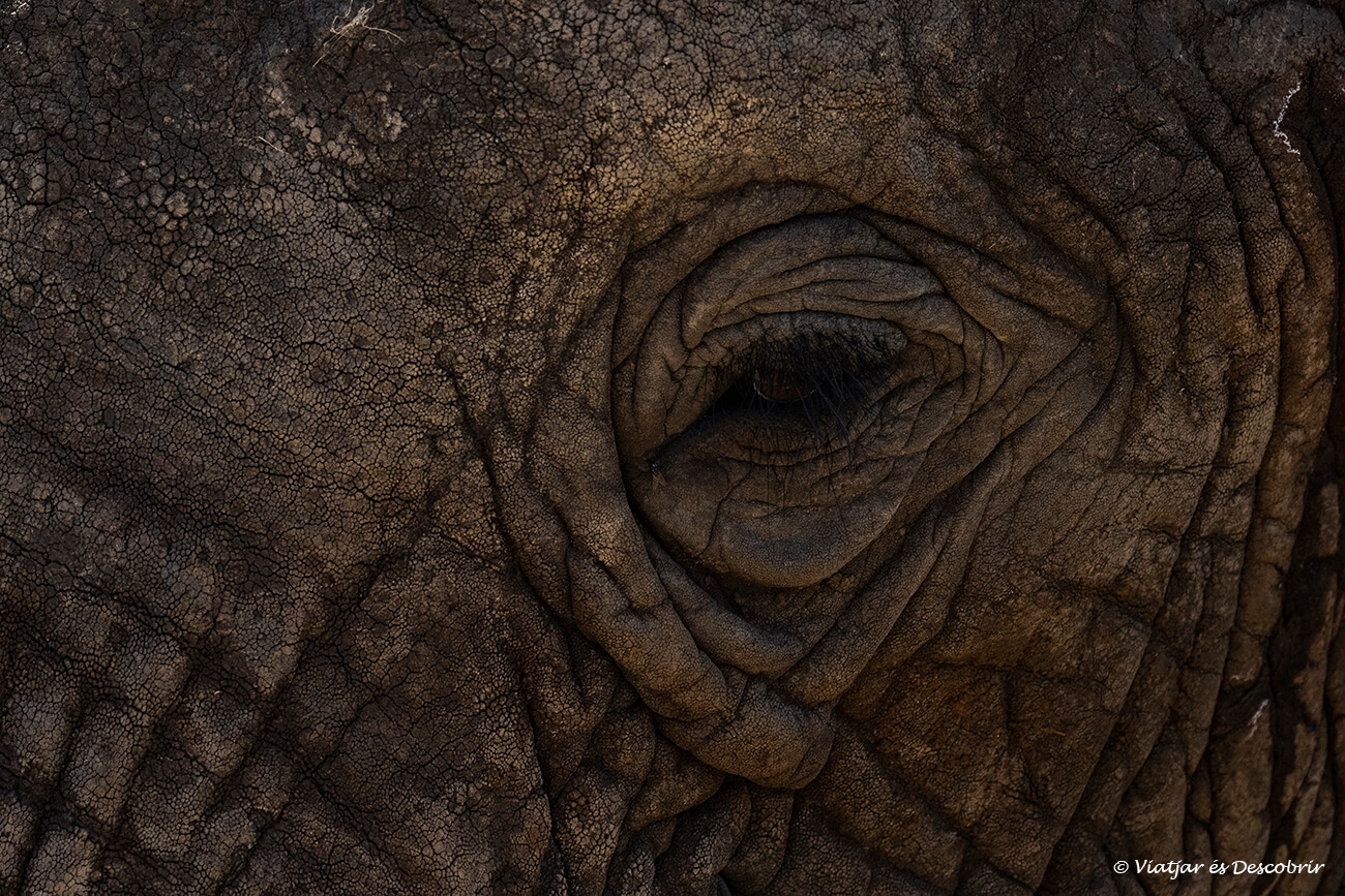 detalls dels ulls i la mirada d'un elefant africà