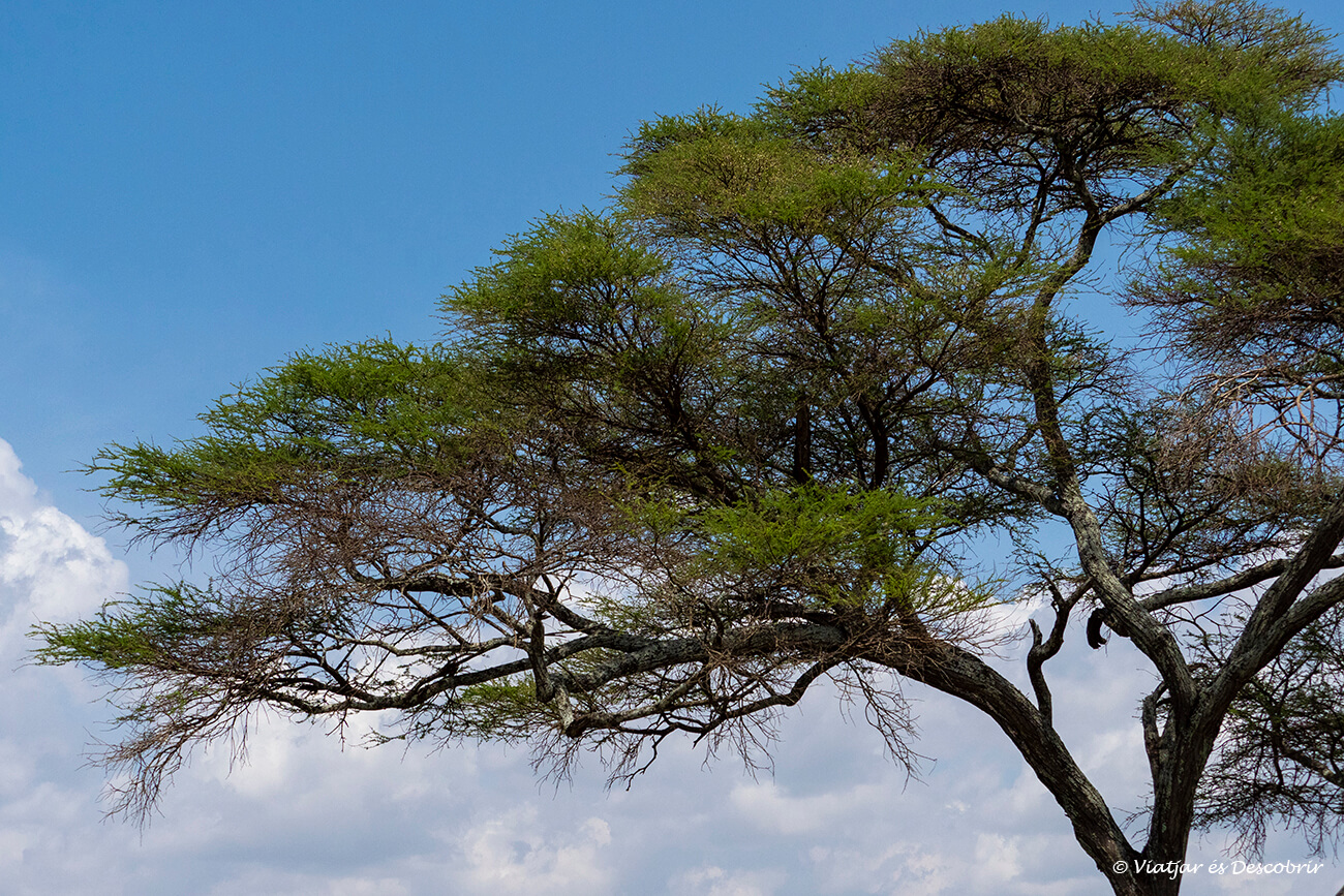 detalls de la vegetació els núvols i el cel blau al Tarangire de Tanzània