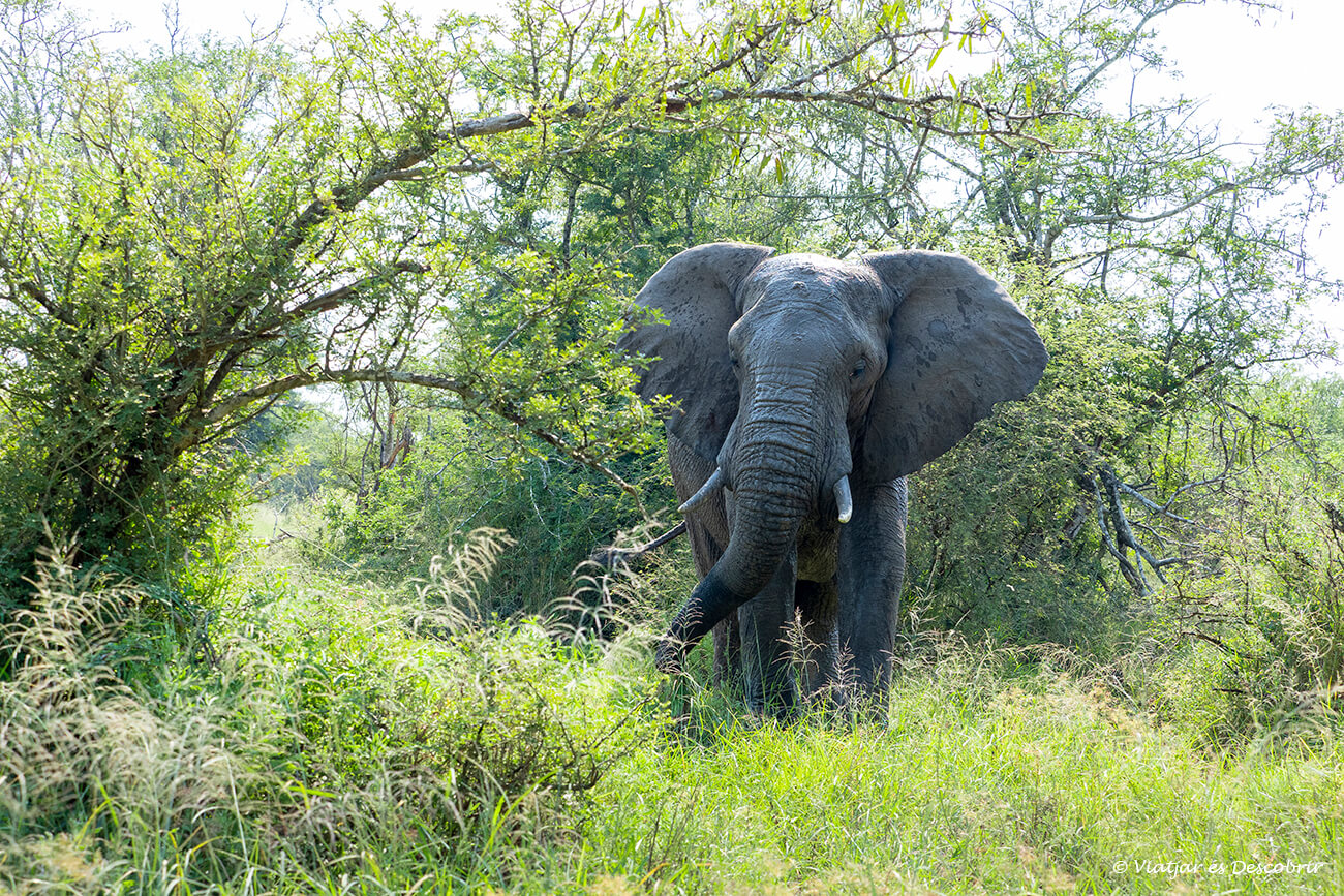 un elefant menjant herba tranquil·lament