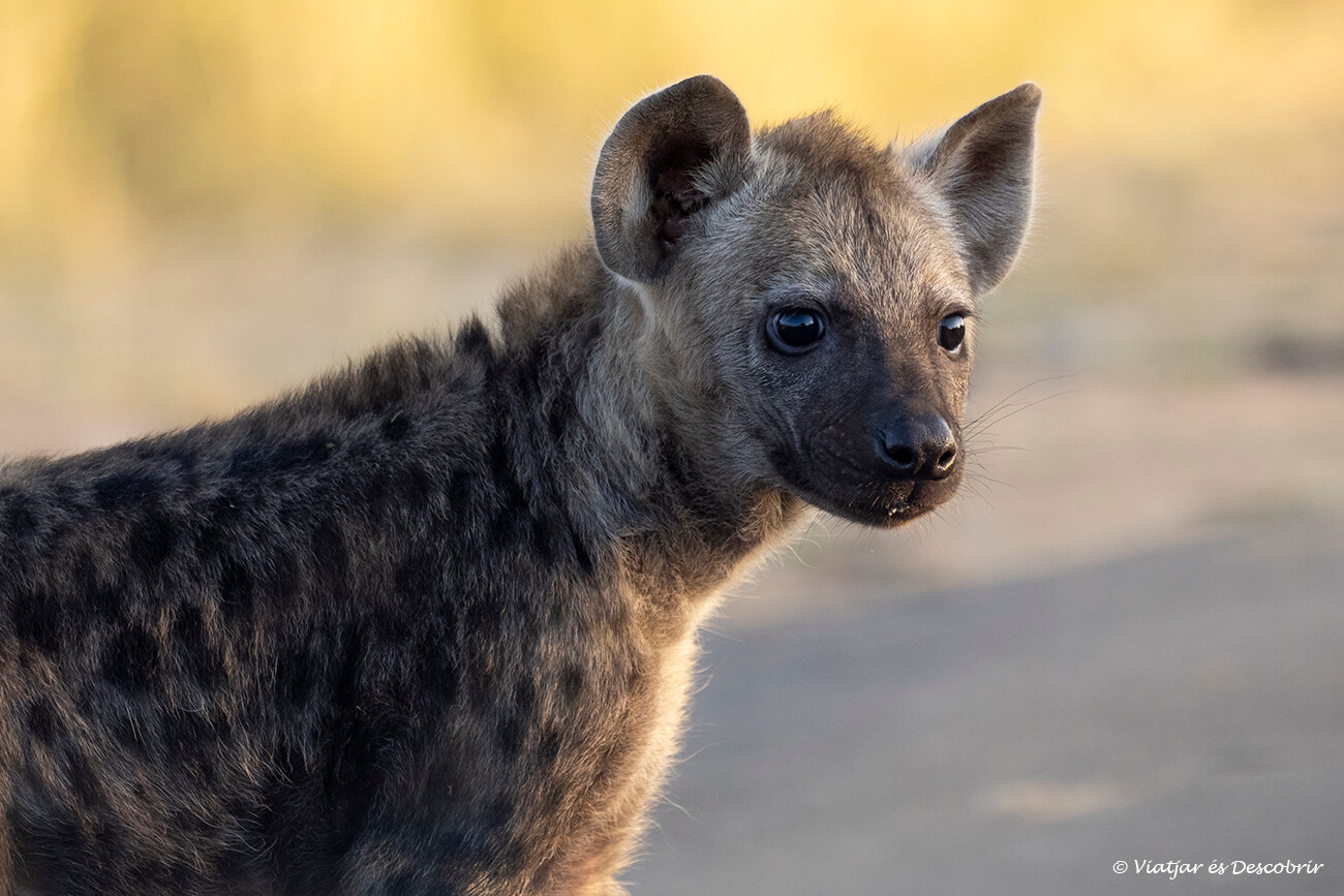 una hiena a la carretera durant un safari pel Kruger per lliure