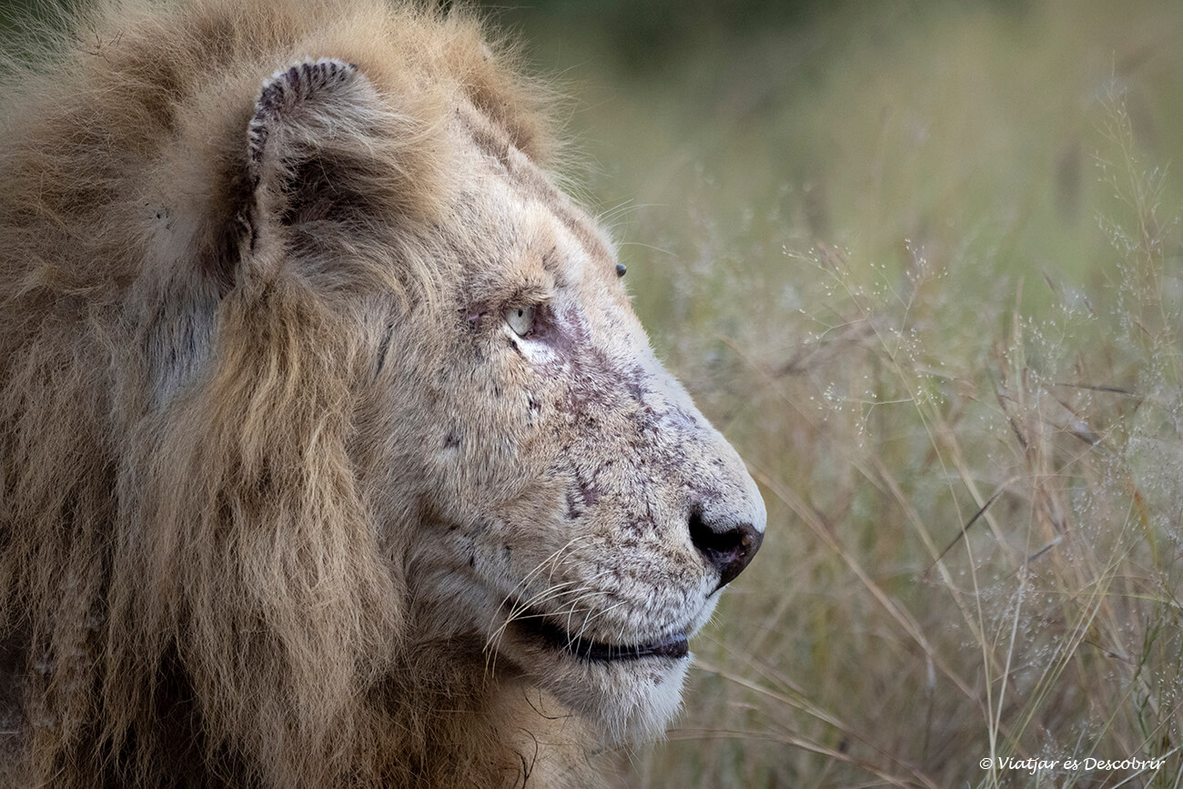 el lleó blanc Casper és un dels més famosos del centre del Kruger i un dels més buscats durant els safaris per lliure