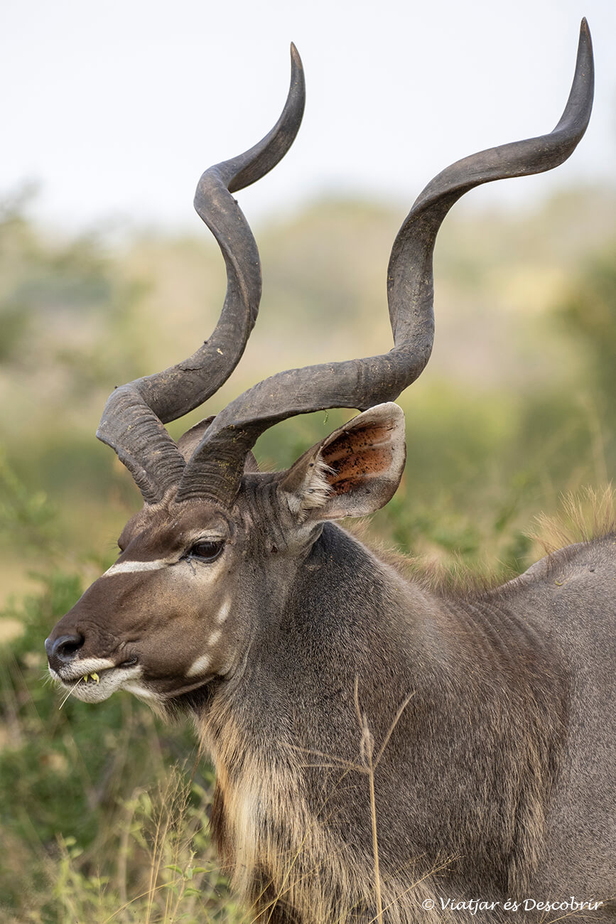 primer pla d'un kudu mascle durant un safari pel parc nacional Kruger amb cotxe de lloguer