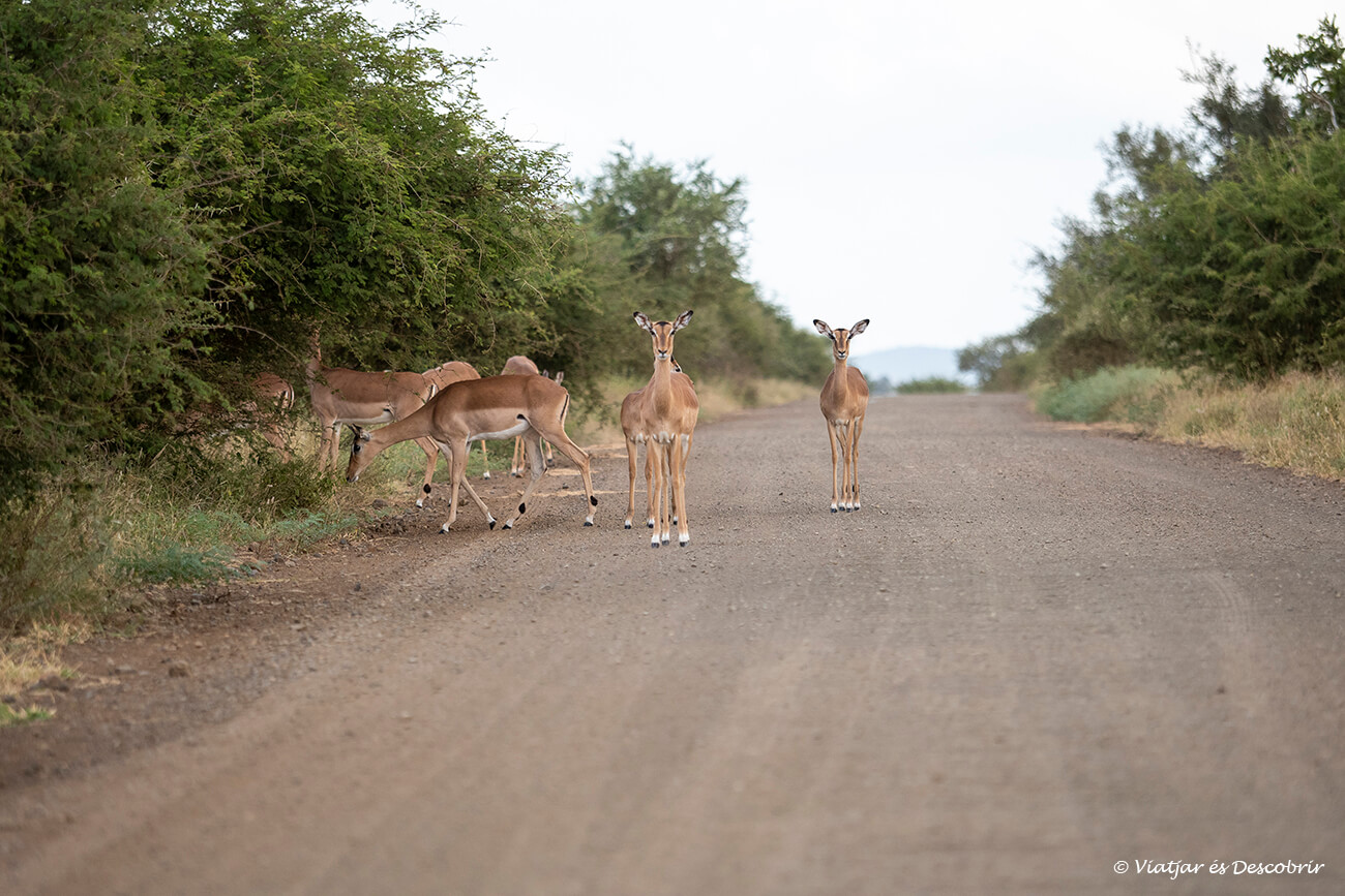 en conduir pel Parc Nacional Kruger és molt habitual veure aquests grups d'impales aturats a la carretera o menjant els brots propers