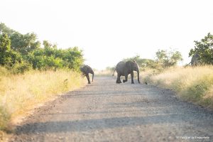 Read more about the article 20 Consells per Conduir pel Parc Nacional Kruger